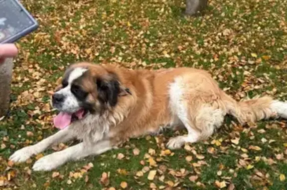 Собака найдена на Нариманова, 49, Ростов