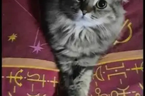 Кошки потеряшки, Барнаул, фото: Потеряшка кошка, ул. 50 лет СССР, 25/2