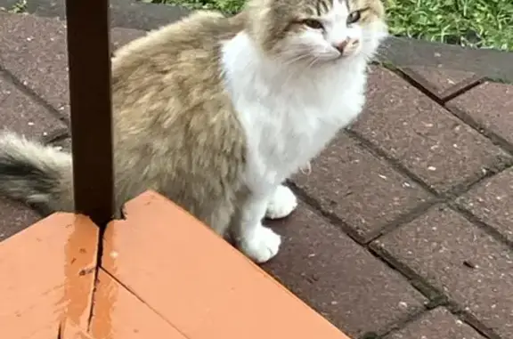 Найдена кошка, , фото: Кошка найдена в Сидорово, МО