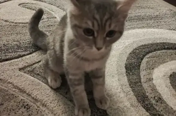 Найдена кошка, Шадринск, фото: Кошка найдена: Гвардейская 69, Шадринск