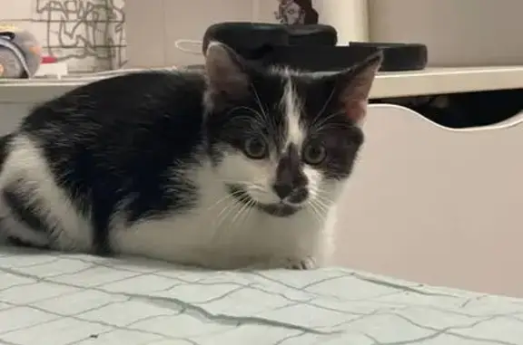 Котёнок найден: Средняя ул., 31А, Красногорск