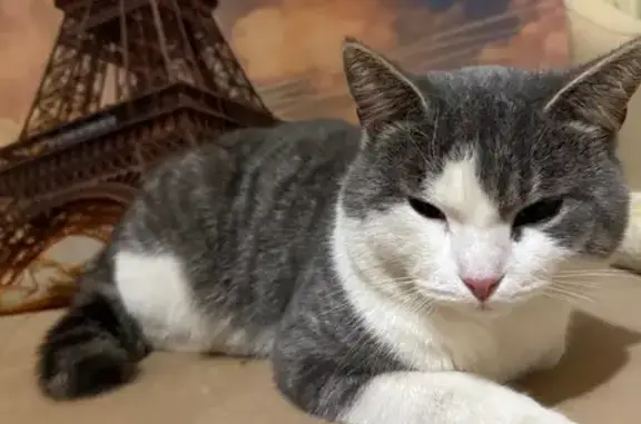 Найдена кошка, Горки Ленинские, фото: Кошка найдена, Горки Ленинские, Центр