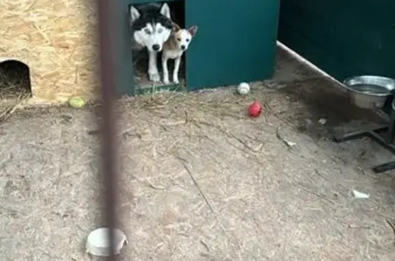 Пропала хаски и рыжий пёс, Юрьевка 4Б