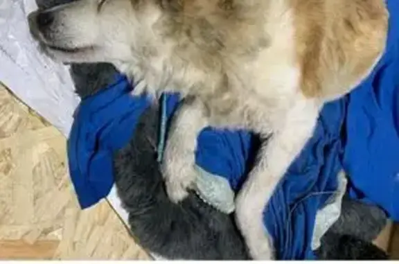 Найдена собака, , фото: Собака найдена: Казань, Татарстан