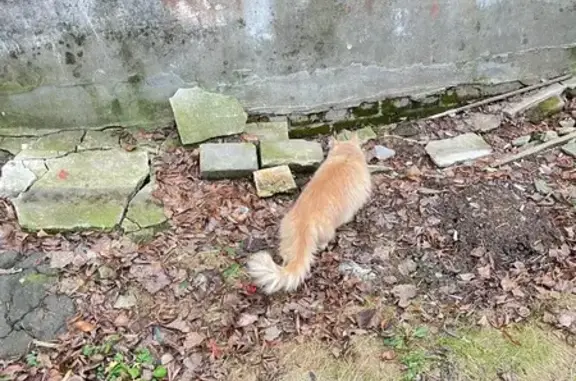 Найдена кошка, Нижний Новгород, фото: Кошка найдена: Холодный пер., 17, НН