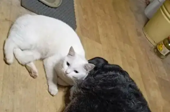 Пропала кошка на Кривоколенной, 42