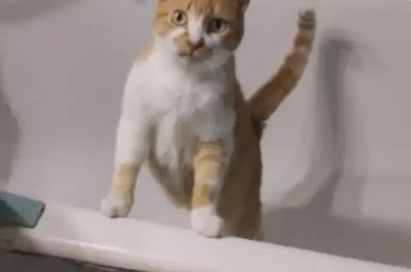 Кошки потеряшки, Чебоксары, фото: Потеряшка кошка, Ленинградская 29, Чебоксары