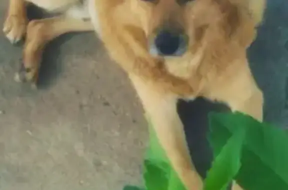 Пропала собака в Ровном, Рязанская обл.