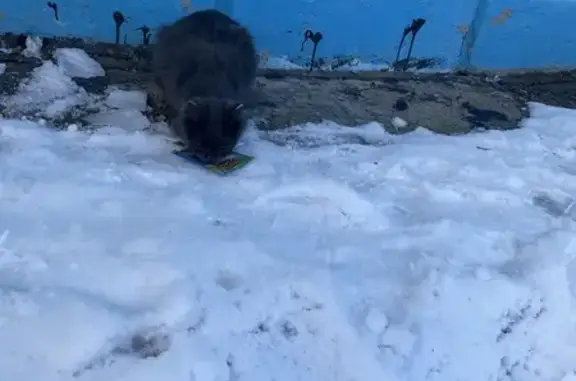 Найдена кошка, Томск, фото: Кошка найдена: ул. 79-й Гвард. Дивизии, 19