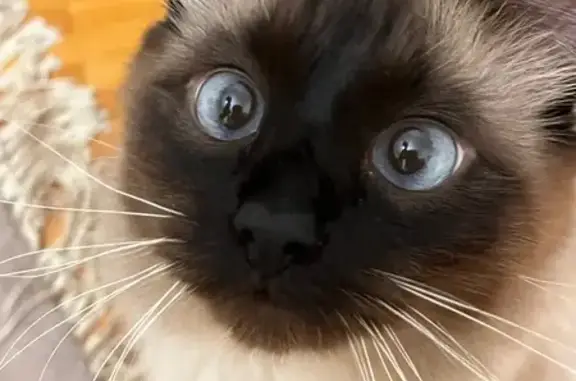 Пропала кошка, Советская 187/189, Шахты