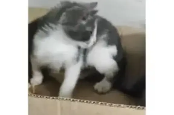 Пропала кошка Вася, ул. Попова, 34