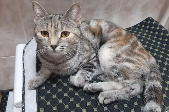 Пропала кошка, ул. Ломоносова, 7