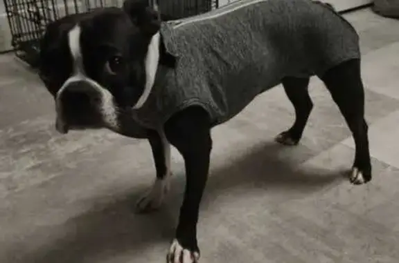 Собаки потеряшки, Королёв, фото: Потеряшка собака, Королёв, ул. Кирова, 2