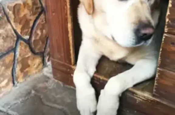 Пропала собака, Самарский пер., Ростов-на-Дону