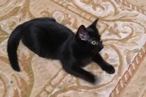 Пропала кошка, ул. Мелиораторов, 19, Тюмень