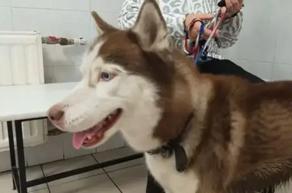 Найдена собака, Санкт-Петербург, фото: Собака найдена: 17-я линия В.О., 56