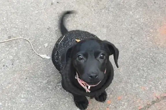 Пропала собака, 13-я линия, 34, Ростов-на-Дону