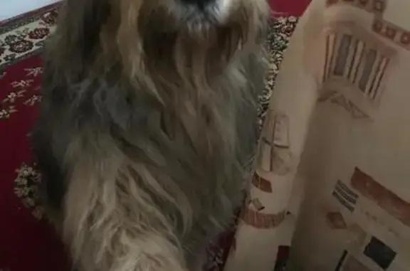 Собаки потеряшки, Рыльск, фото: Потеряшка собака, ул. Лермонтова 52, Рыльск