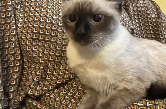 Найдена кошка, Курск, фото: Сиамская кошка найдена на Студенческой, 36А