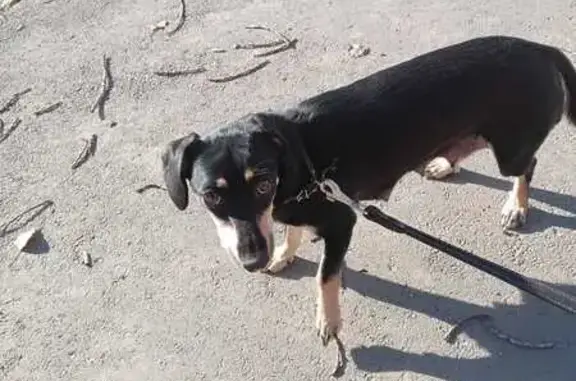 Пропала собака, Соколовая ул. 136, Саратов