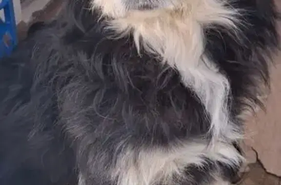 Пропала собака, 6-й Линейный пр-д, 138