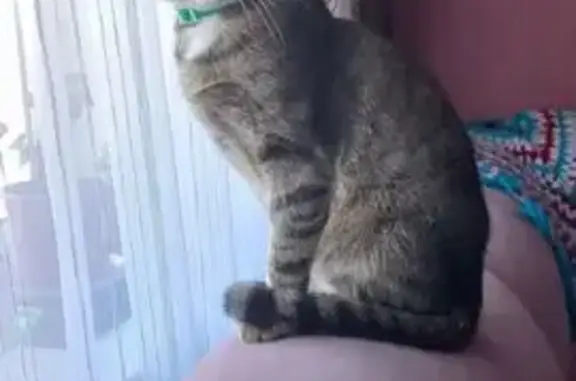 Кошки потеряшки, Ульяновск, фото: Потеряшка кошка, Чистопрудная 15, Ульяновск