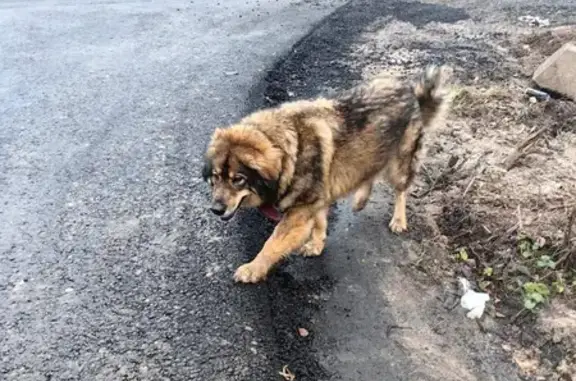 Пропала собака, Шапкино, Тверская обл.