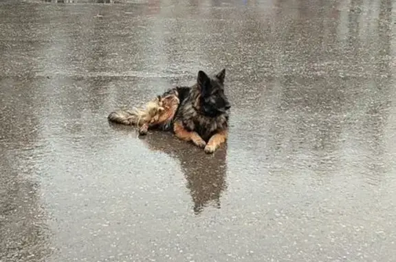 Найдена собака, , фото: Собака найдена: Солнечная ул., 60, Турлатово