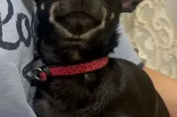 Найдена собака, Москва, фото: Собака найдена, ул. Михайлова, Москва