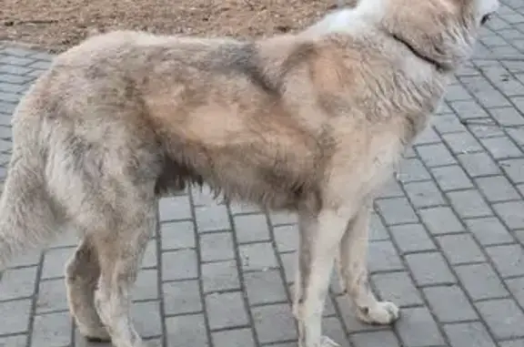 Найдена собака, Челябинск, фото: Пёс найден на Новороссийской, 122, Челябинск