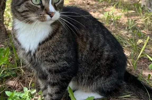 Пропала кошка на Вольной улице, 5