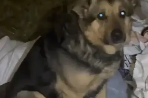 Пропала собака, ул. Челюскина, Казань