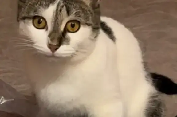 Пропала кошка, Мытищи, ул. Большая Солнечная