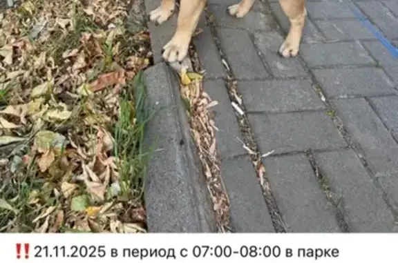 Собаки потеряшки, Ростов-на-Дону, фото: Потеряшка собака, б-р Комарова 34, Ростов