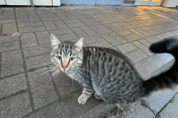 Найдена кошка, Ярославль, фото: Кошка у Пятёрочки, Мельничная 71Б, Яр.