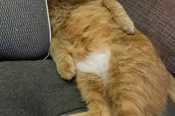 Пропал кот в Коккорево, Ленобласть