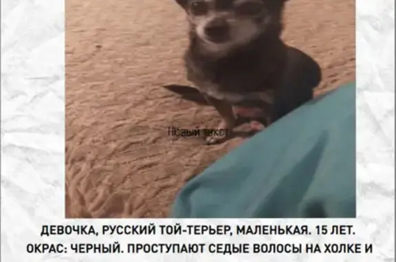 Пропала собака, ул. Гагарина, 40, Челябинск