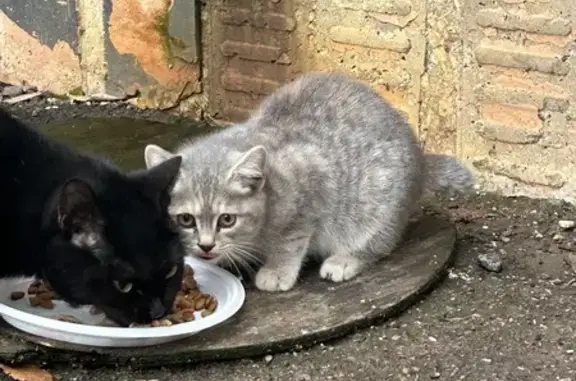 Найдена кошка, Саратов, фото: Котенок найден на улице Батавина, Саратов