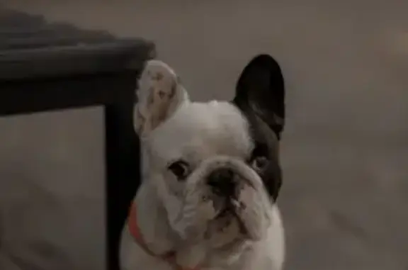 Пропала собака, Боткина 20, Магнитогорск