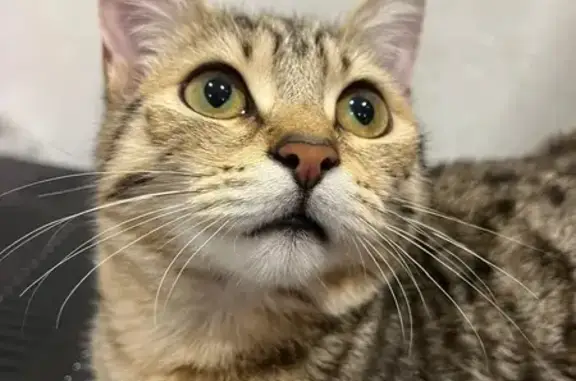 Найдена кошка, Краснодар, фото: Кошка найдена: ул. Гидростроителей, 40