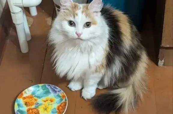 Пропала кошка, ул. Волгостроя, Калязин