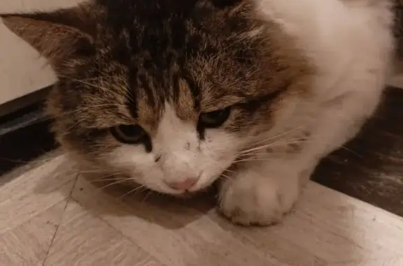 Найдена кошка, Батайск, фото: Кошка найдена на Киевской, 13, Батайск