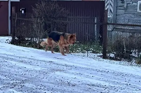 Собака найдена на Халтурина, 58, Тверь