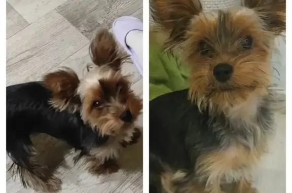 Собаки потеряшки, городской округ Новочеркасск, фото: Потеряшка собака на ул. Щорса, 93, Новочеркасск