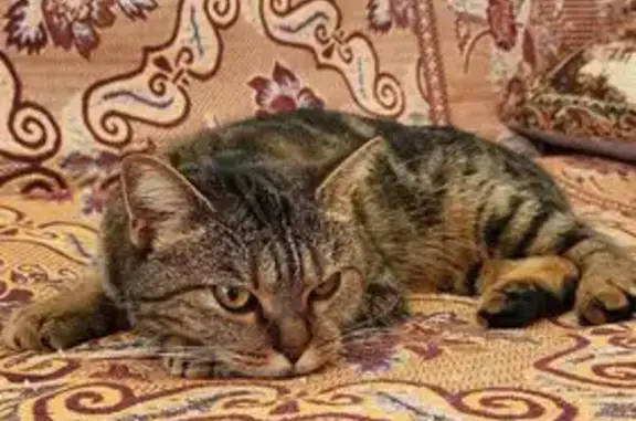 Кошка найдена в Кузедеево, СНТ Гидродобытчик - photo