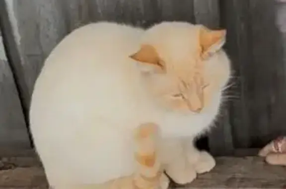 Найдена кошка, Тверь, фото: Кошка найдена: Советская ул., 34, Тверь