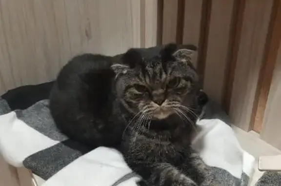 Пропала кошка, ул. 65-летия Победы, 3