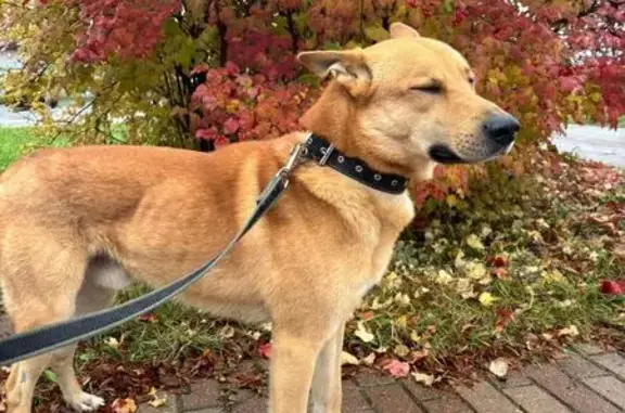 Найдена собака, Чехов-2, фото: Собака найдена: А-112, Чехов-2