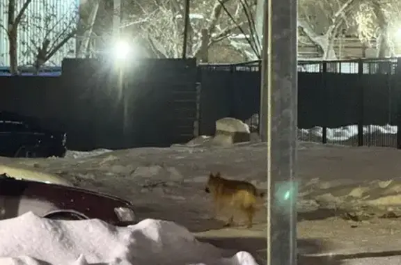 Найдена собака, Новосибирск, фото: Собака найдена: Красносельская 6/1, Нск