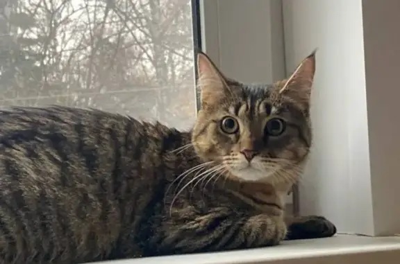 Пропала кошка Муся, ул. Лескова, 11